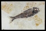 Fossil Fish (Knightia) - Green River Formation #113966-1